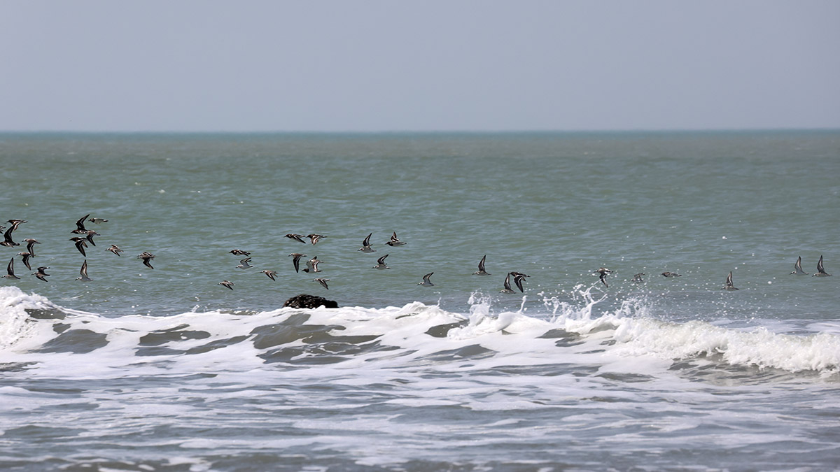 Drieteenstrandloper en steenlopers